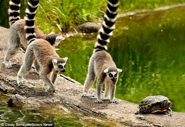 Picture 4 of Animals like crazy go every solar eclipse