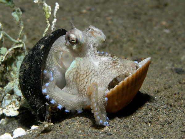 Picture 3 of Animals like humans