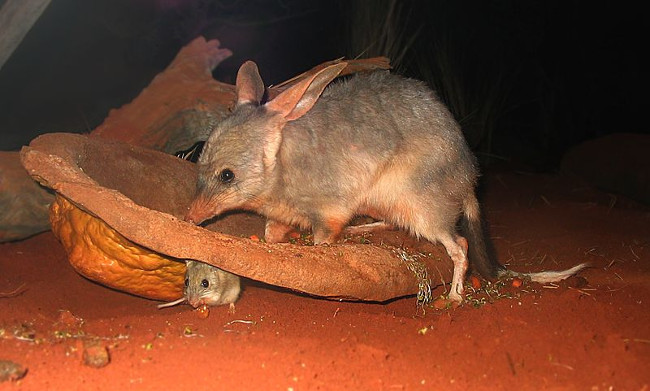 Animals live in the hottest place in the world images 4