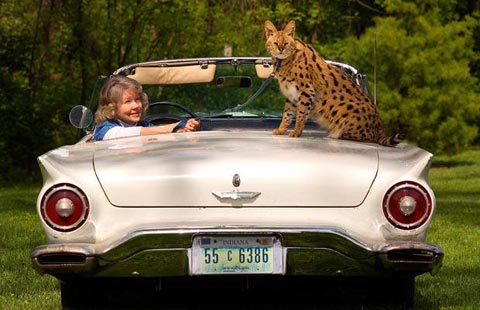 Picture 8 of Animals make friends with people