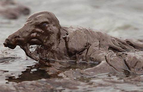 Picture 1 of Animals met with oil spills
