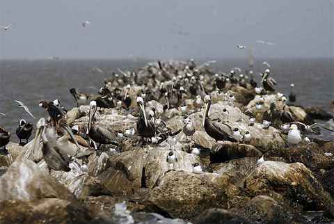 Picture 10 of Animals met with oil spills