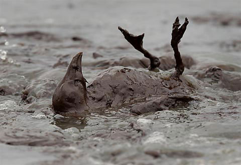 Picture 2 of Animals met with oil spills
