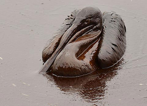 Picture 3 of Animals met with oil spills