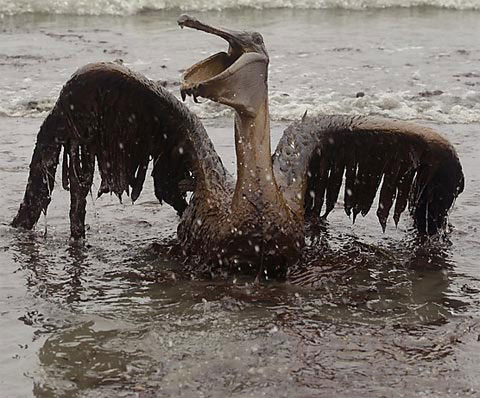 Picture 4 of Animals met with oil spills