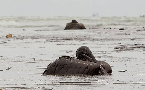 Picture 5 of Animals met with oil spills