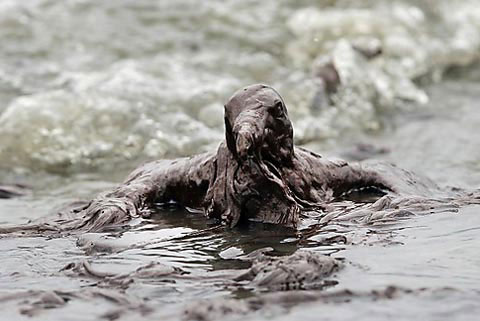 Picture 6 of Animals met with oil spills