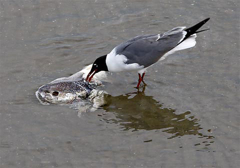 Picture 7 of Animals met with oil spills