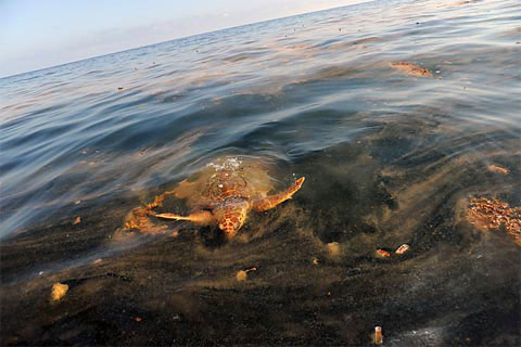 Picture 8 of Animals met with oil spills
