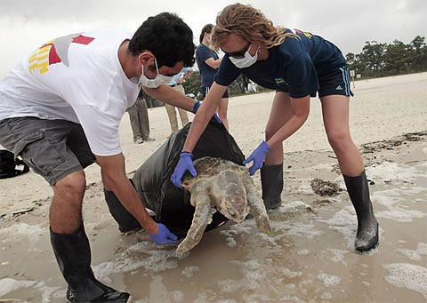 Picture 9 of Animals met with oil spills