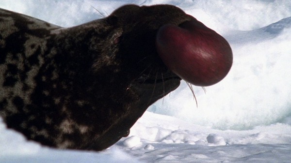 Picture 1 of Animals need to meet before they disappear