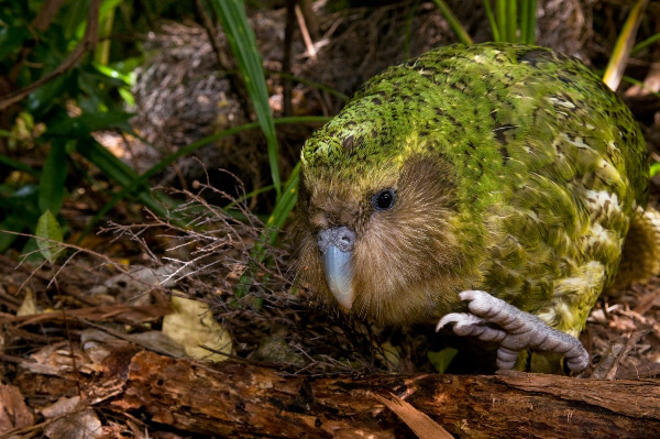 Picture 10 of Animals need to meet before they disappear