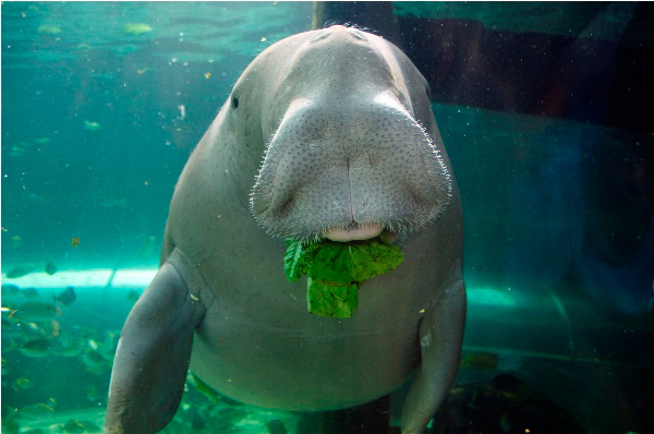 Picture 11 of Animals need to meet before they disappear