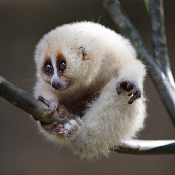 Picture 12 of Animals need to meet before they disappear