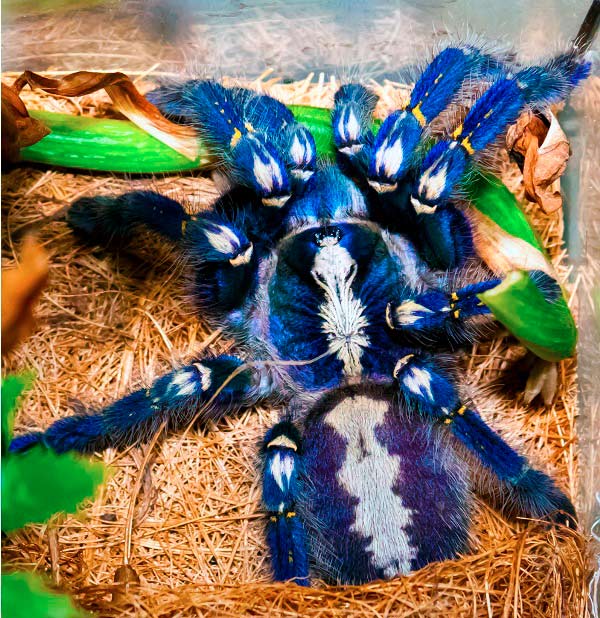 Picture 13 of Animals need to meet before they disappear