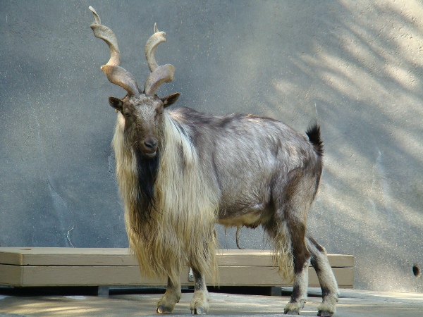Picture 14 of Animals need to meet before they disappear