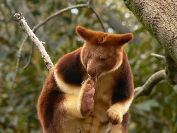 Picture 2 of Animals need to meet before they disappear