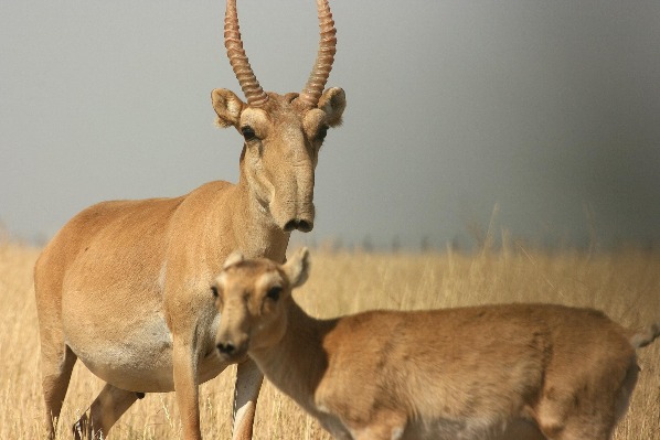 Picture 4 of Animals need to meet before they disappear