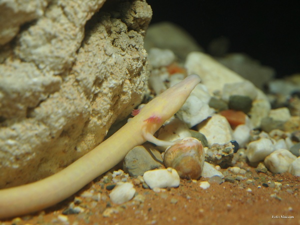 Picture 5 of Animals need to meet before they disappear