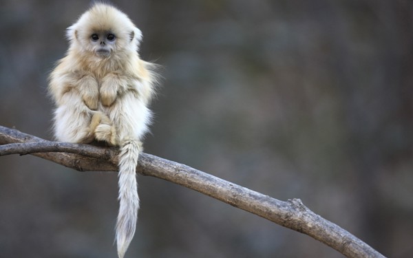 Picture 6 of Animals need to meet before they disappear