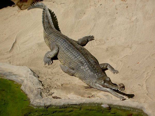 Picture 7 of Animals need to meet before they disappear