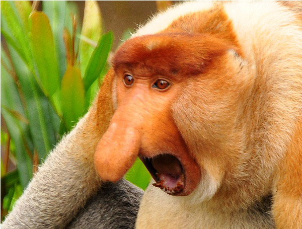 Picture 8 of Animals need to meet before they disappear