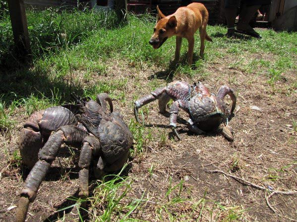 Picture 9 of Animals need to meet before they disappear