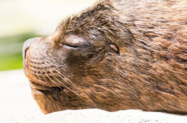 Picture 5 of Animals open one eye while sleeping
