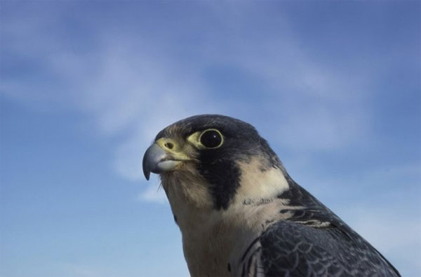 Picture 7 of Animals open one eye while sleeping