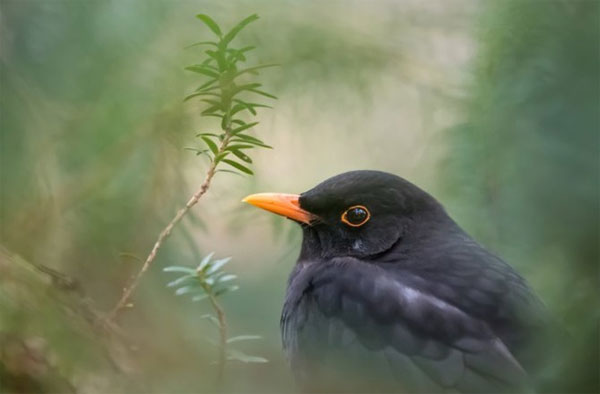 Picture 8 of Animals open one eye while sleeping