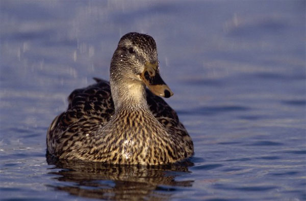 Picture 9 of Animals open one eye while sleeping