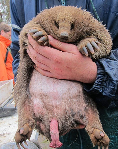 Picture 1 of Animals possess up to ... 4 unique 'penis' on Earth