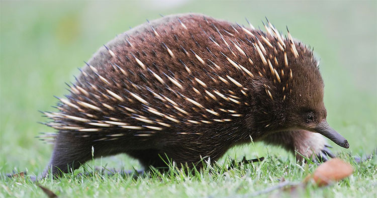 Picture 2 of Animals possess up to ... 4 unique 'penis' on Earth