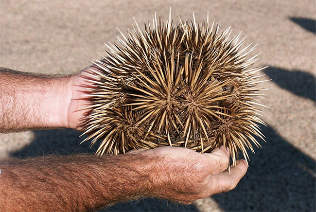 Picture 3 of Animals possess up to ... 4 unique 'penis' on Earth
