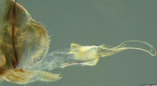 Picture 1 of Animals swap sexual organs,