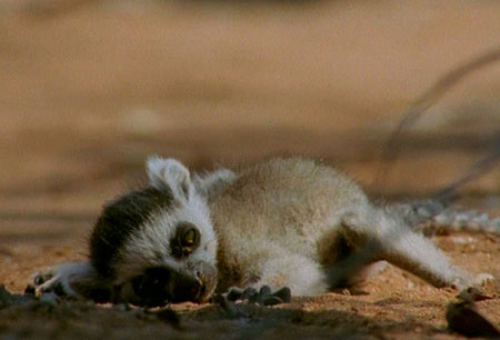 Picture 10 of Animals take care of children