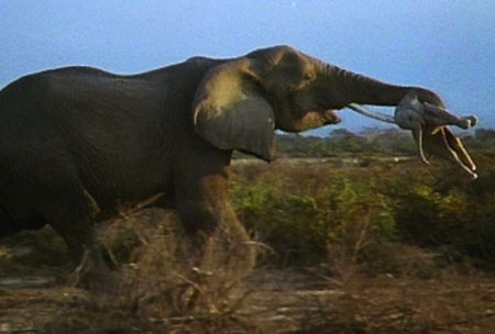 Picture 11 of Animals take care of children