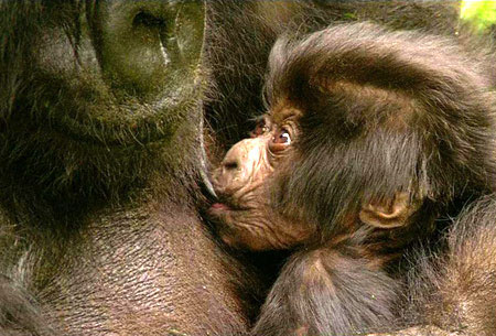 Picture 13 of Animals take care of children