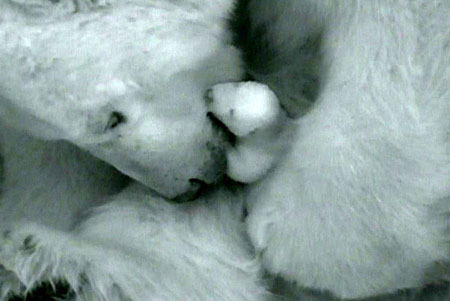 Picture 14 of Animals take care of children