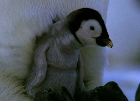 Picture 8 of Animals take care of children