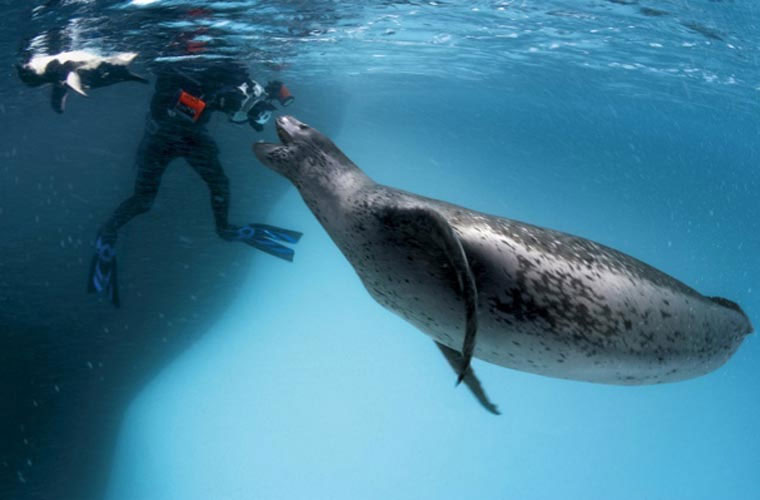 Picture 1 of Animals take human life in the blink of an eye