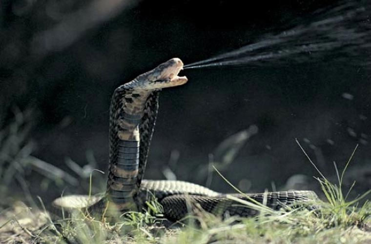Picture 2 of Animals take human life in the blink of an eye