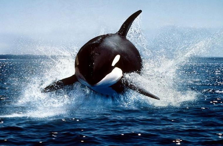 Picture 3 of Animals take human life in the blink of an eye