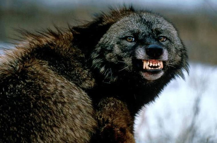Picture 4 of Animals take human life in the blink of an eye