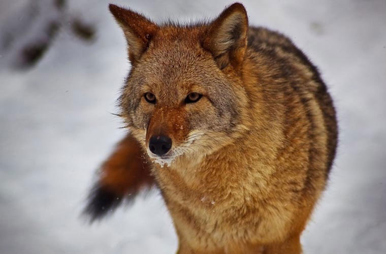 Picture 5 of Animals take human life in the blink of an eye