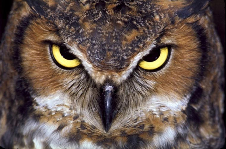 Picture 6 of Animals take human life in the blink of an eye