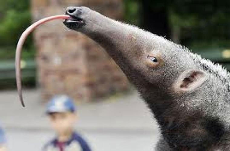 Picture 7 of Animals take human life in the blink of an eye