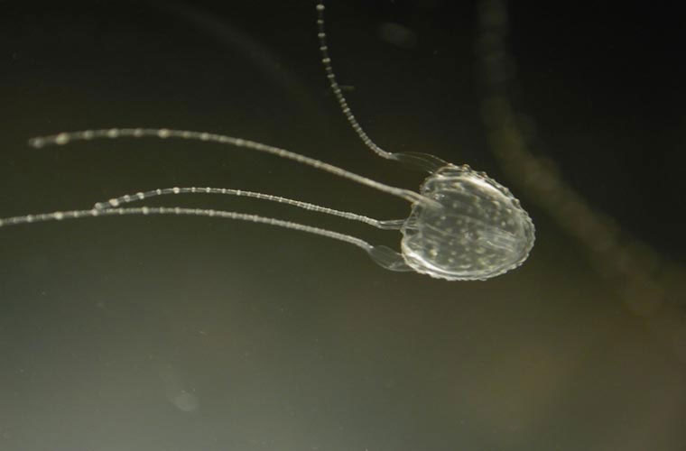 Picture 8 of Animals take human life in the blink of an eye