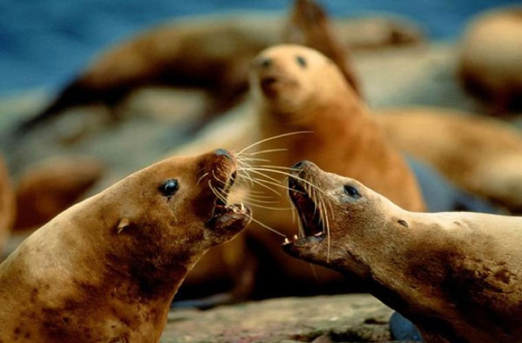 Picture 9 of Animals take human life in the blink of an eye
