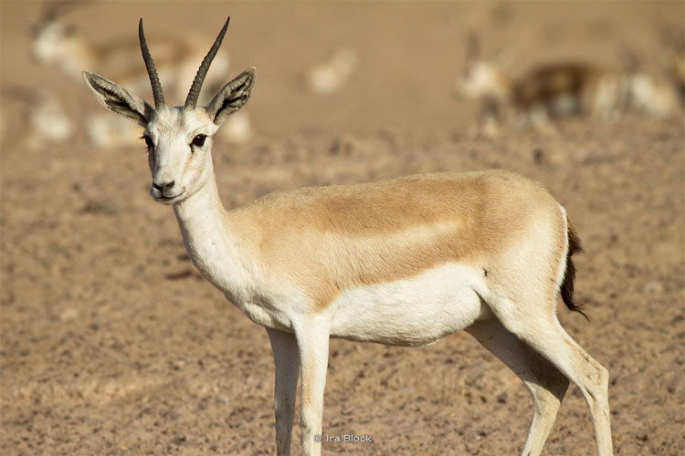 Picture 6 of Animals that are capable of abstaining from drinking well